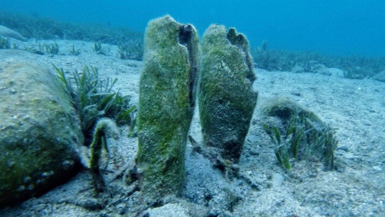 Pina popülasyonu risk altında