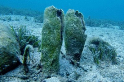 Pina popülasyonu risk altında