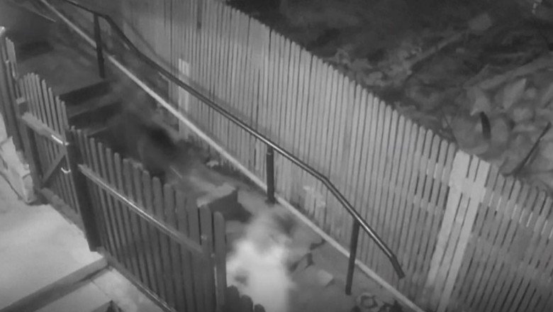 Romanya'da anne ayı ve yavrusu şehre indi, ortalık karıştı