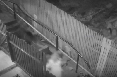 Romanya'da anne ayı ve yavrusu şehre indi, ortalık karıştı