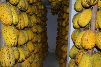 Ağustos ayından bu yana karanlıkta bekletiliyor! Kışlık sofralar için hazır