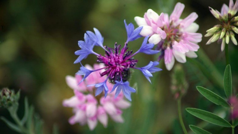 Antalya'da 'Botanik Bahçe' açılıyor