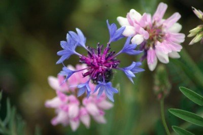 Antalya'da 'Botanik Bahçe' açılıyor