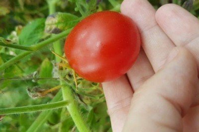 Brexit: İngiltere genetiği düzenlenmiş ürünlere yönelik kısıtlamaları gevşetecek