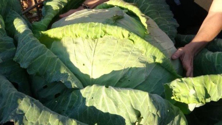 Dev lahanalar görenleri şaşkına çeviriyor: Bir tanesi 30 kilo!