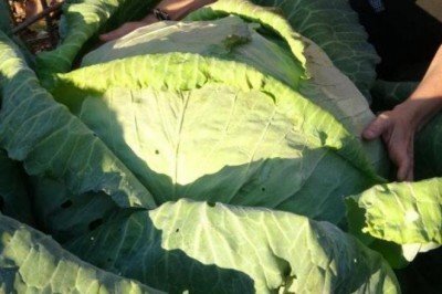 Dev lahanalar görenleri şaşkına çeviriyor: Bir tanesi 30 kilo!