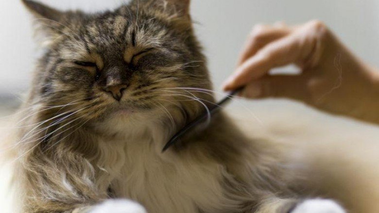 Evcil hayvanınız varken evinizi temiz tutmak çok mu zor? İşe evcil hayvan sahiplerinin işini kolaylaştıran temizlik tüyoları