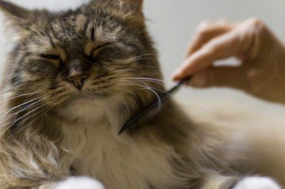 Evcil hayvanınız varken evinizi temiz tutmak çok mu zor? İşe evcil hayvan sahiplerinin işini kolaylaştıran temizlik tüyoları