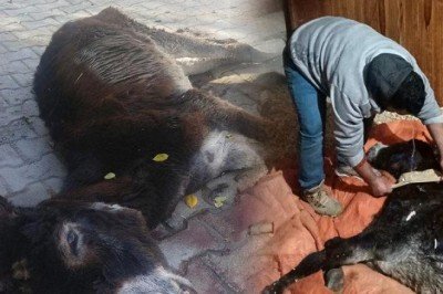 Kendine zarar vermeye başladı! Başını duvarlara vuran eşek tedavi altına alındı