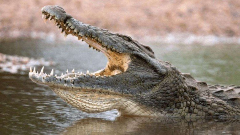 Kendisine saldıran timsahtan bıçakla kurtuldu