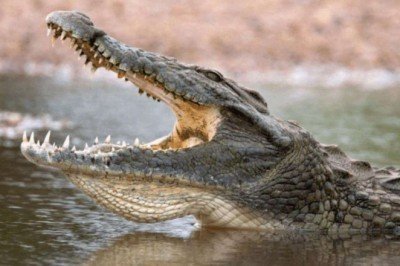 Kendisine saldıran timsahtan bıçakla kurtuldu