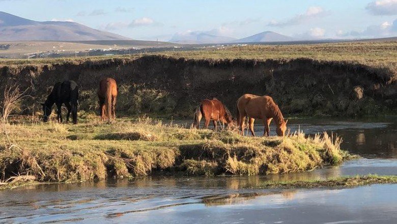 Şehir merkezine kadar indiler! Şaşırtan anlar