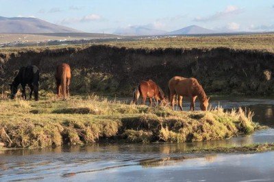 Şehir merkezine kadar indiler! Şaşırtan anlar