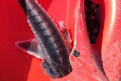 Tunceli'de balıkçının ağına takıldı! Bu balığın eti 100, havyarı 2 milyon lira