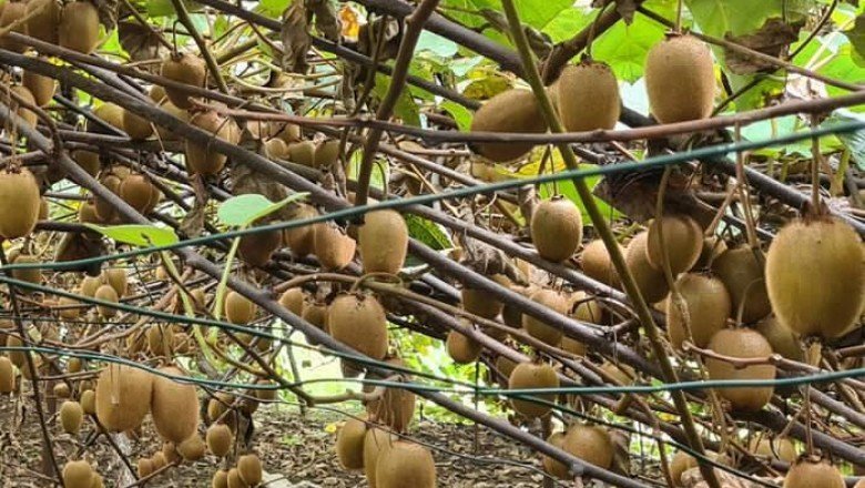 Ziraat Odası'nın tavsiyesi ile başladı! Fındık yerine kivi ekti, kazancı 3 kat arttı