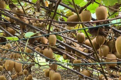 Ziraat Odası'nın tavsiyesi ile başladı! Fındık yerine kivi ekti, kazancı 3 kat arttı