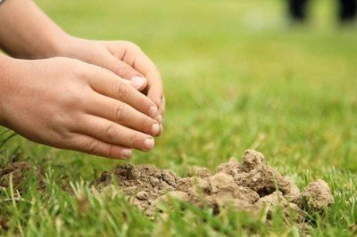 81 ilde 250 milyondan fazla fidan toprakla buluşacak