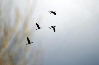 Godwit kuşu 13 bin kilometre ile kendi rekorunu kırdı