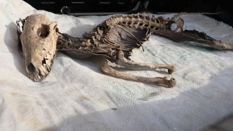 Iğdır'da kazıda bulunan hayvan iskeletinin türü araştırılacak