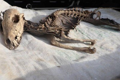 Iğdır'da kazıda bulunan hayvan iskeletinin türü araştırılacak