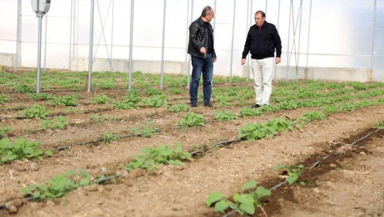 İlk yerli kolza tohum adayları toprakla buluşturuldu