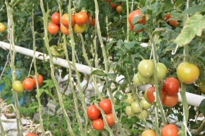 Jeotermal serada yetiştirilen domateslere yurt dışından talep