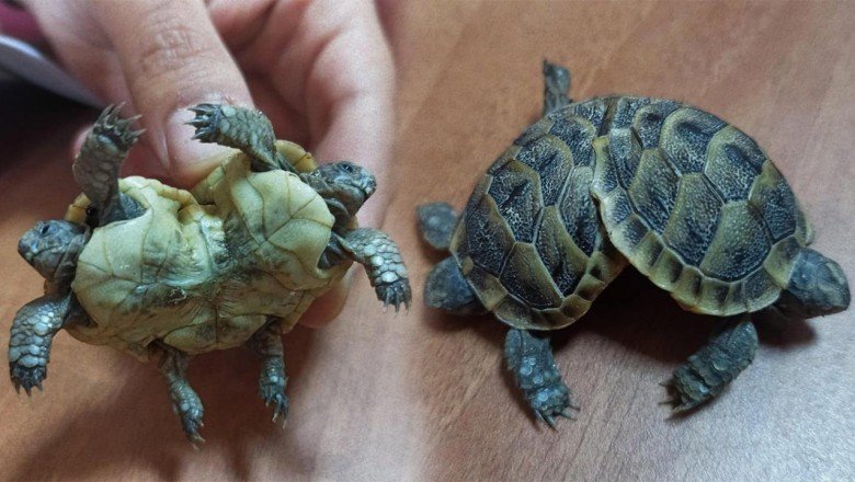 Pamukkale'de çift başlı kaplumbağa korumaya alındı