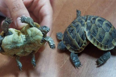 Pamukkale'de çift başlı kaplumbağa korumaya alındı