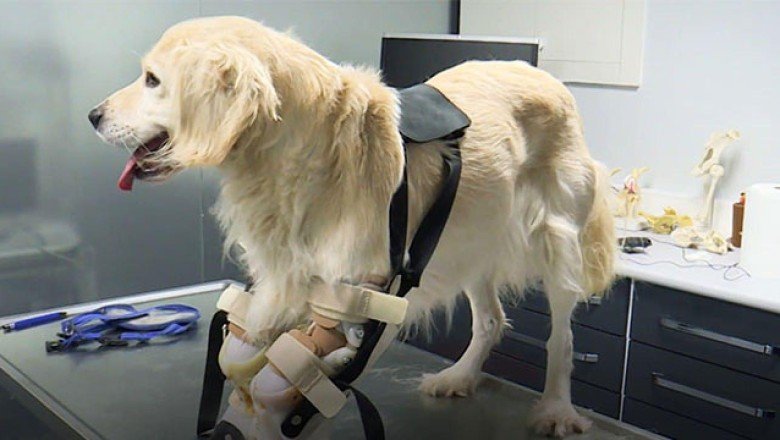 Patileri kesilen Pamuk'a özel protez