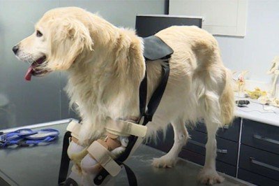 Patileri kesilen Pamuk'a özel protez