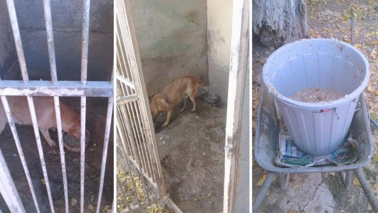 Uygunsuz koşullarda köpek besleyen veterinere 34 bin TL ceza
