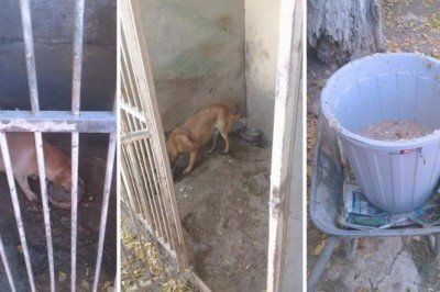 Uygunsuz koşullarda köpek besleyen veterinere 34 bin TL ceza