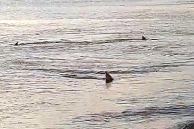 Kıyıya 3 metre mesafede köpek balıkları görüldü