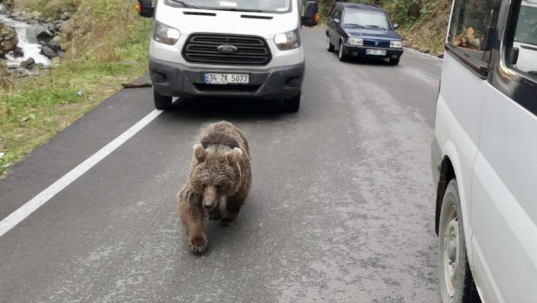 Yavru ayı yola indi, araçlar arasında yürüdü