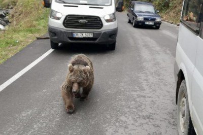 Yavru ayı yola indi, araçlar arasında yürüdü