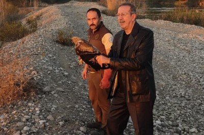 Osmaniye'de tedavi edilen kartal doğaya bırakıldı