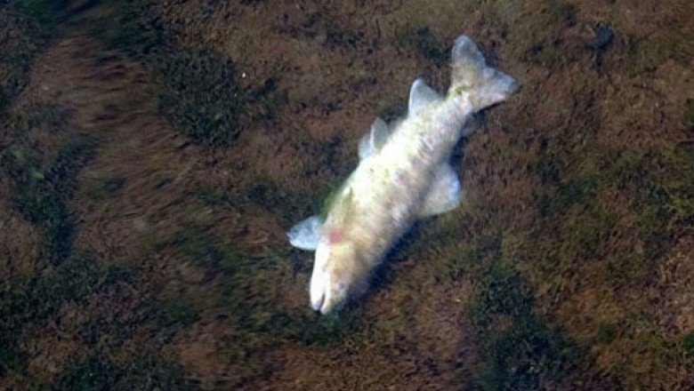 Uzungöl&amp;#039;de balık ölümlerinin nedeni belli oldu