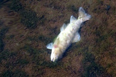 Uzungöl'de balık ölümlerinin nedeni belli oldu