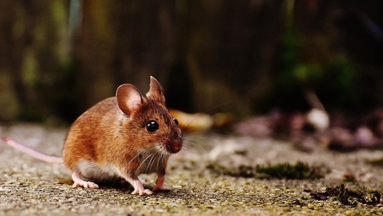 Araştırma: Farelerde felci yenen bir tedavi geliştirildi