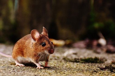 Araştırma: Farelerde felci yenen bir tedavi geliştirildi