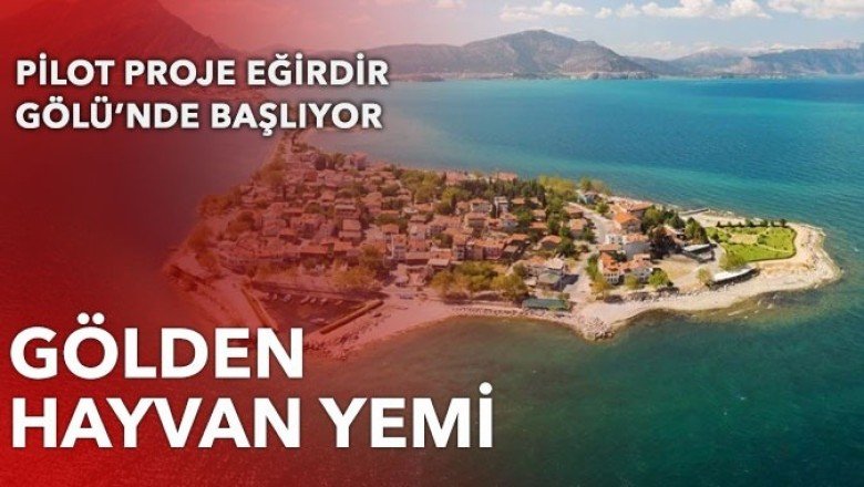 Göldeki makrofit hayvan yemine dönüşecek
