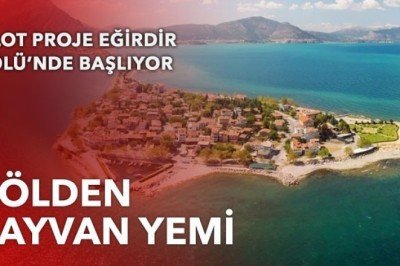 Göldeki makrofit hayvan yemine dönüşecek