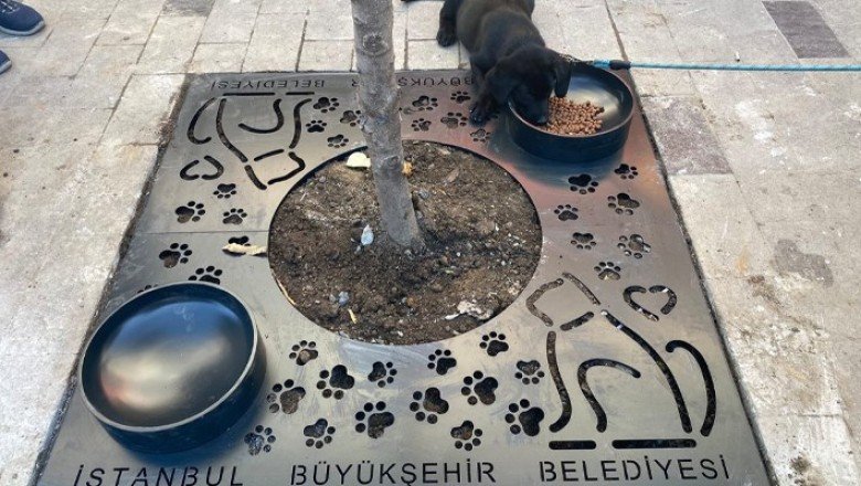 İBB: Mama kaplı ağaç dibi ızgara uygulamamızı İstanbul'a yayalım mı?