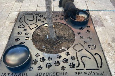 İBB: Mama kaplı ağaç dibi ızgara uygulamamızı İstanbul'a yayalım mı?