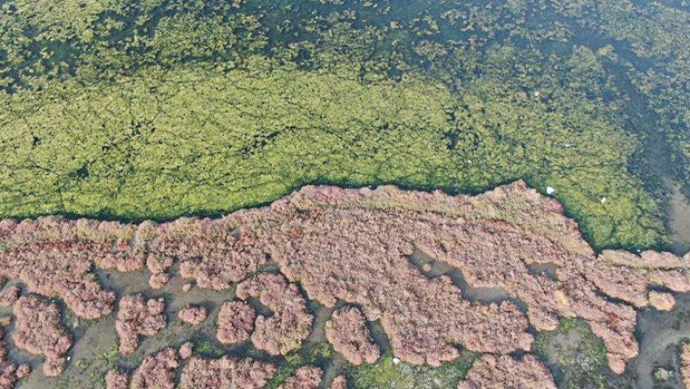 İzmir’de deniz kirliliği büyüyor: Körfez çok hasta