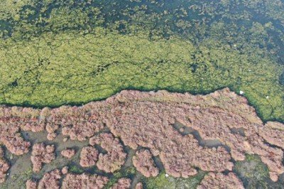İzmir’de deniz kirliliği büyüyor: Körfez çok hasta