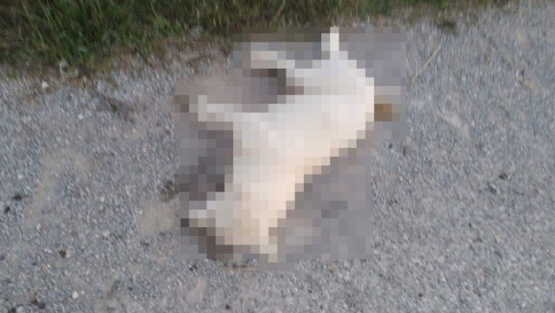 İzmir'de zehirlenen 31 sokak hayvanı öldü!