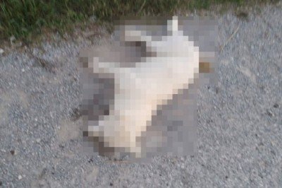 İzmir'de zehirlenen 31 sokak hayvanı öldü!