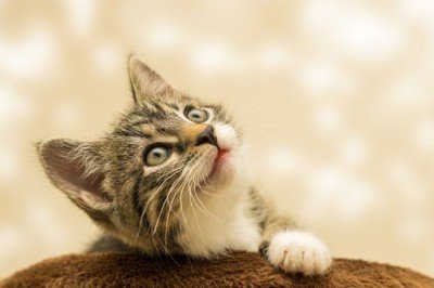 Kediler Hakkında Doğru  Bilinen Yanlışlar