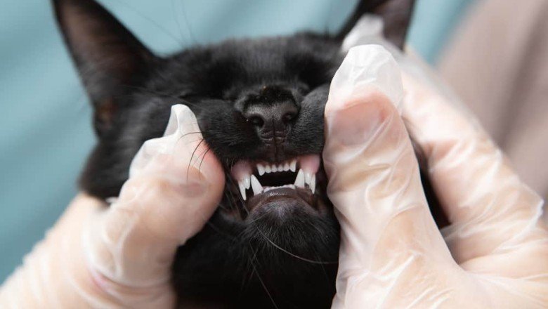 Kedilerde Apse Tedavisi Apse nedir? Nasıl tedavi edilir? Apse riskleri var mıdır?